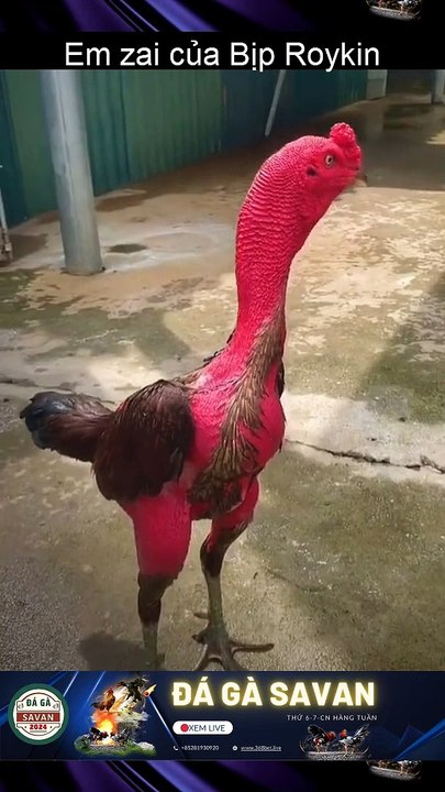 Gà chọi c1  trực tiếp Xem Đá Gà Trực Tiếp Savan 368BET.LIVE