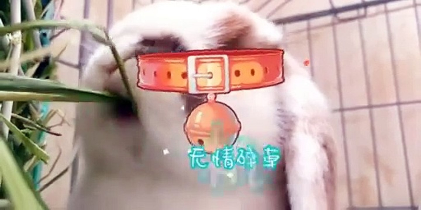 My Teacher And I Make History - S45:E20 | Molly Little