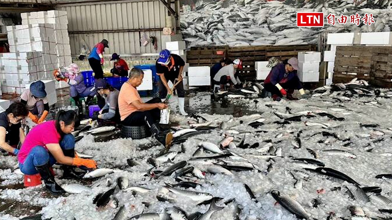 震撼！嘉義剖烏場驚見烏魚瀑布 漁民笑開懷