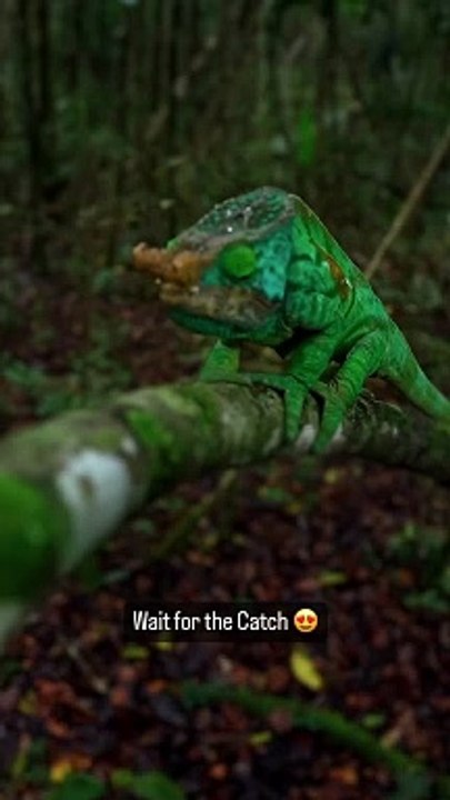 The world’s largest chameleon