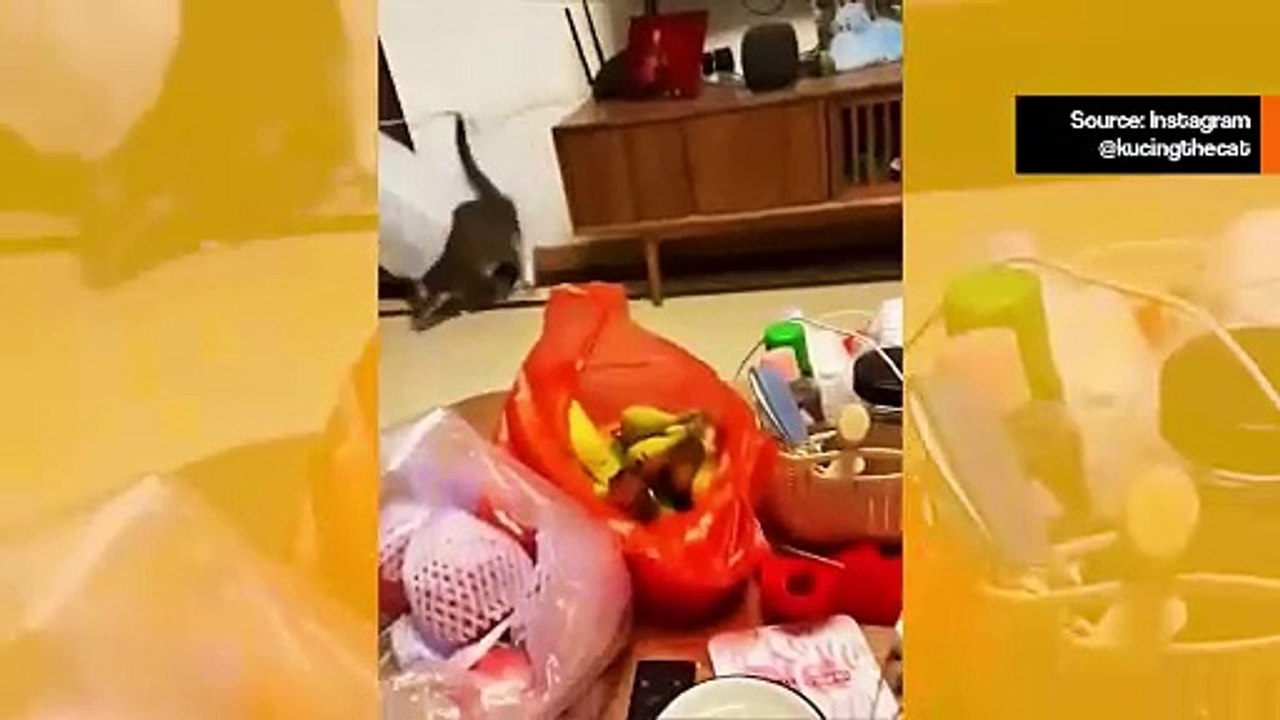 Hulvattomat videot: kissat rakastavat tuhota asioita, mutta nämä menivät liian pitkälle