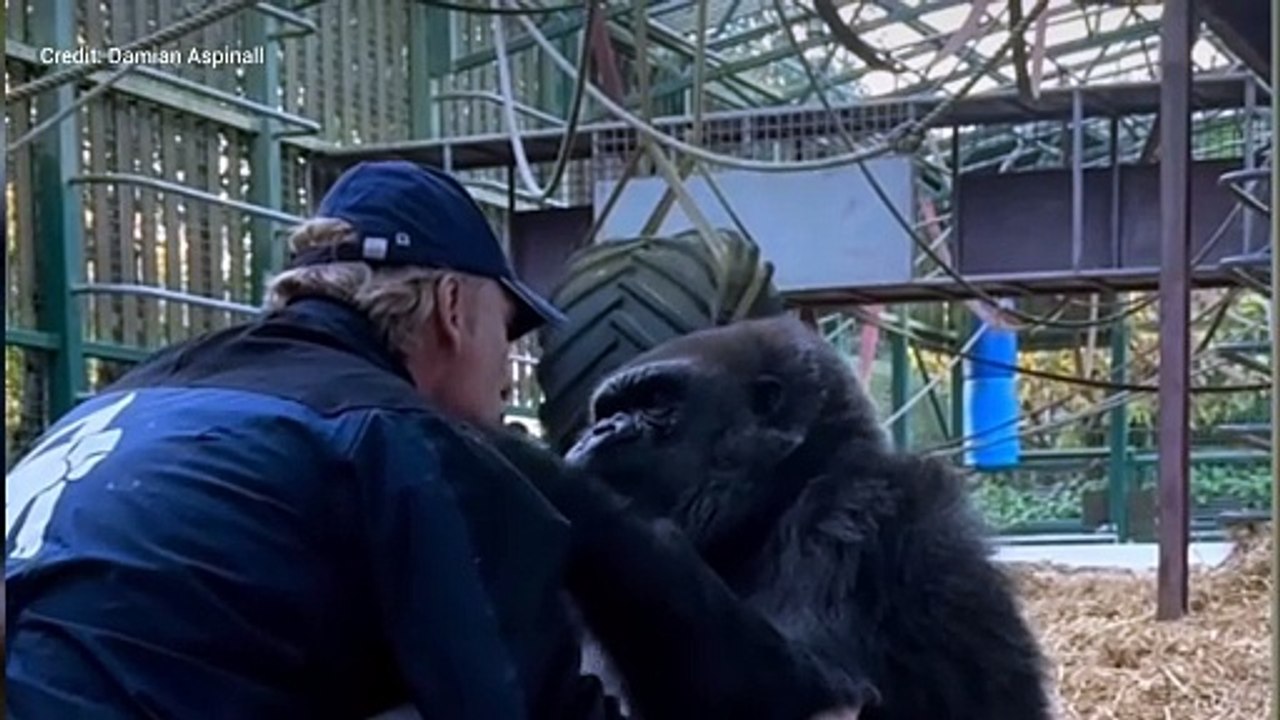 Port Lympne and Howletts boss Damian Aspinall shares adorable moment with gorilla