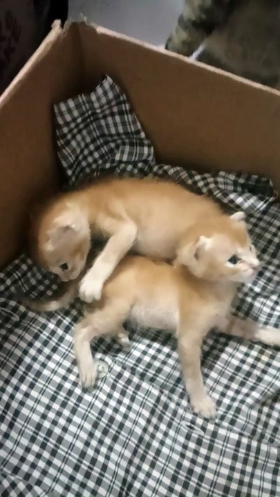 #cat #funny #catvideos