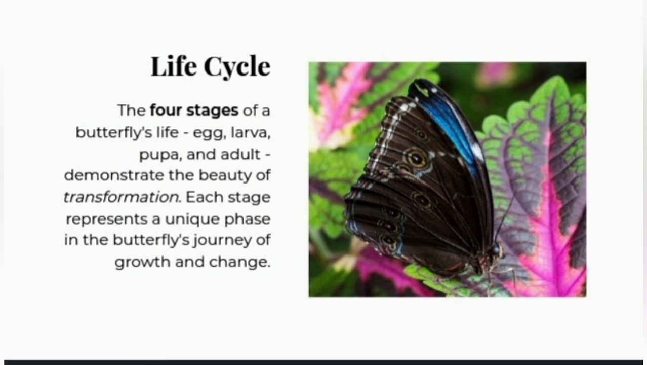 Lessons From The Butterfly