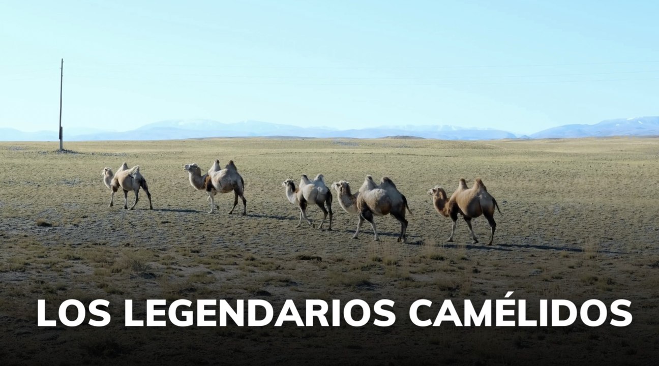 Los legendarios camélidos