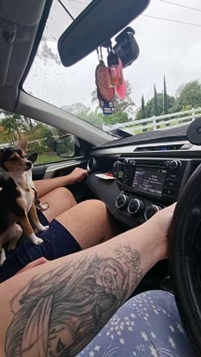 Chihuahua Doesn't Like Windshield Wipers