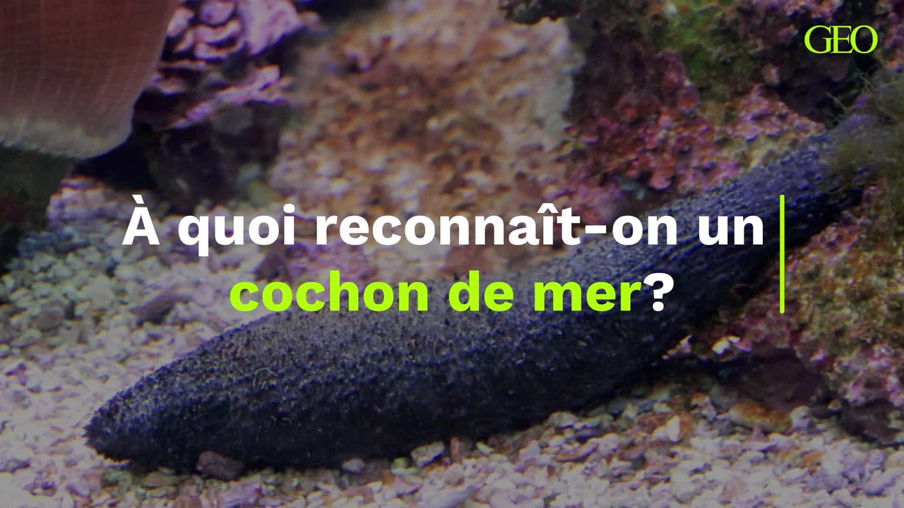 À quoi reconnaît-on un cochon de mer ?