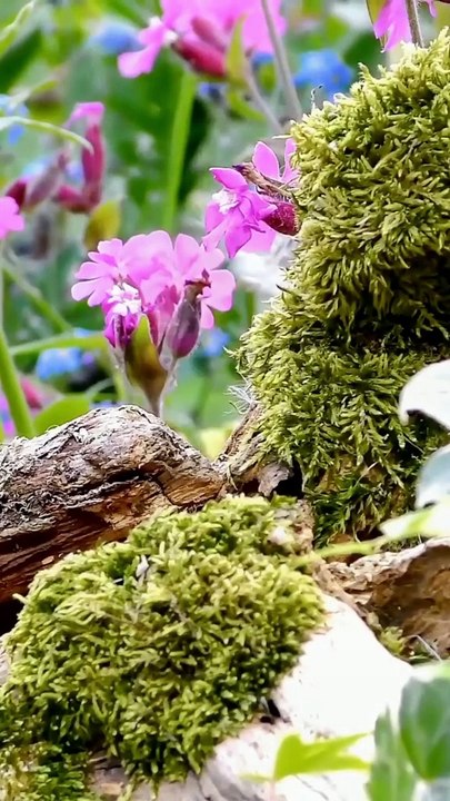 Mouse Videos for Cats to Watch  Cat TV