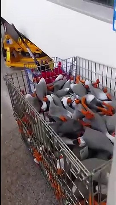 Funny Duck_1 | funny | funny video | funny videos 2023 | funny video download | funny videos short | funny videos for kids | funny video clips | funny videos 2023 tiktok | funny videos 2022 | funny videos youtube