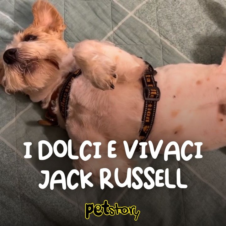 5 curiosità sui Jack Russell Terrier