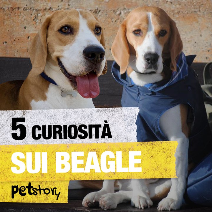 5 curiosità sui Beagle