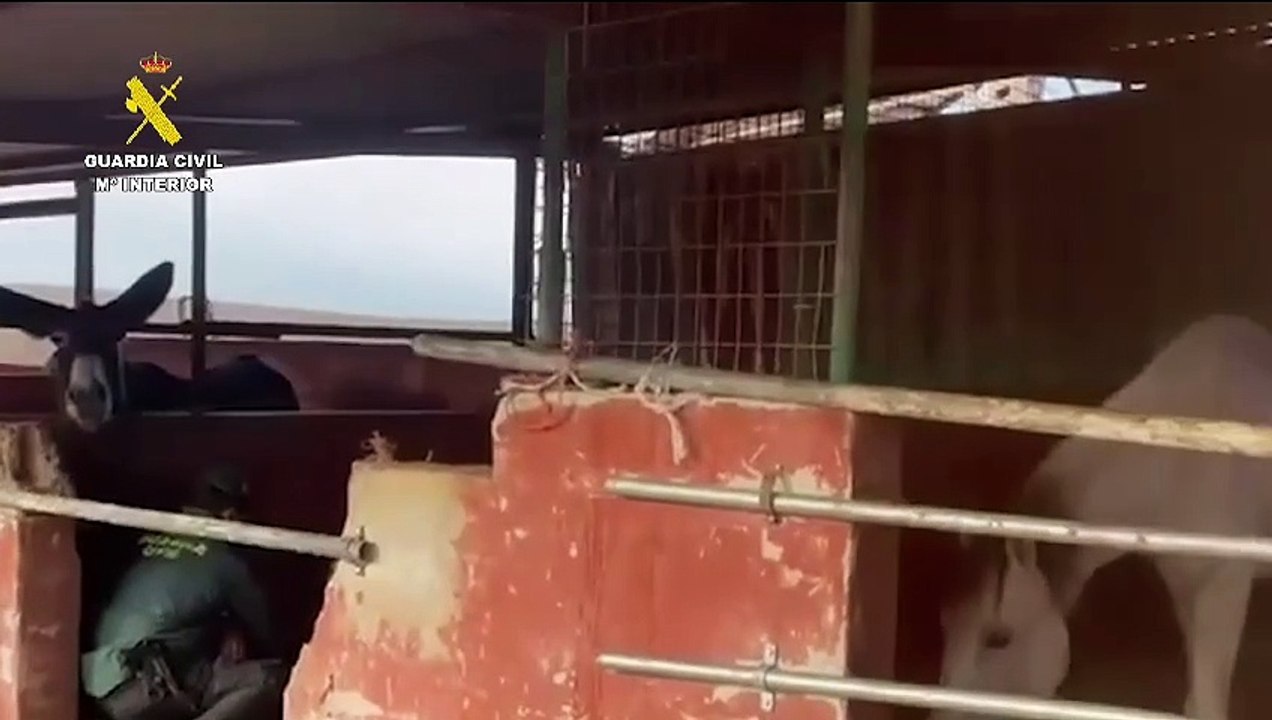 Vídeo del estado de los animales