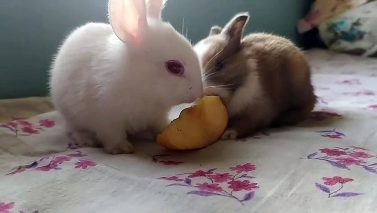 Blaire Johnson - No Appointment Needed