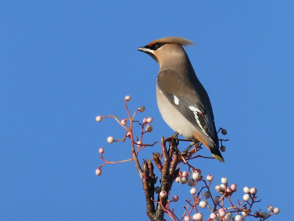 Waxwings Ramsey