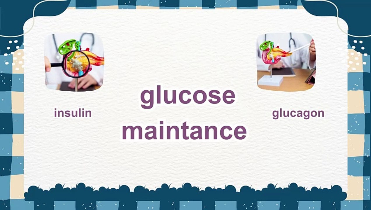 The difference between glucagon and insulin