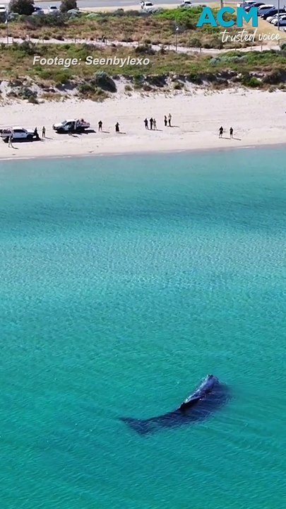 15-Metre Sperm Whale Beached on Rockingham Sandbar