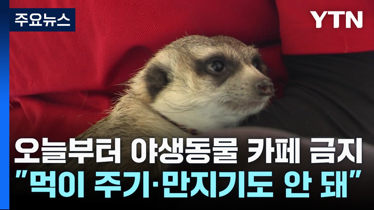 오늘부터 야생동물 카페 금지..."먹이 주기·만지기도 안 돼" / YTN