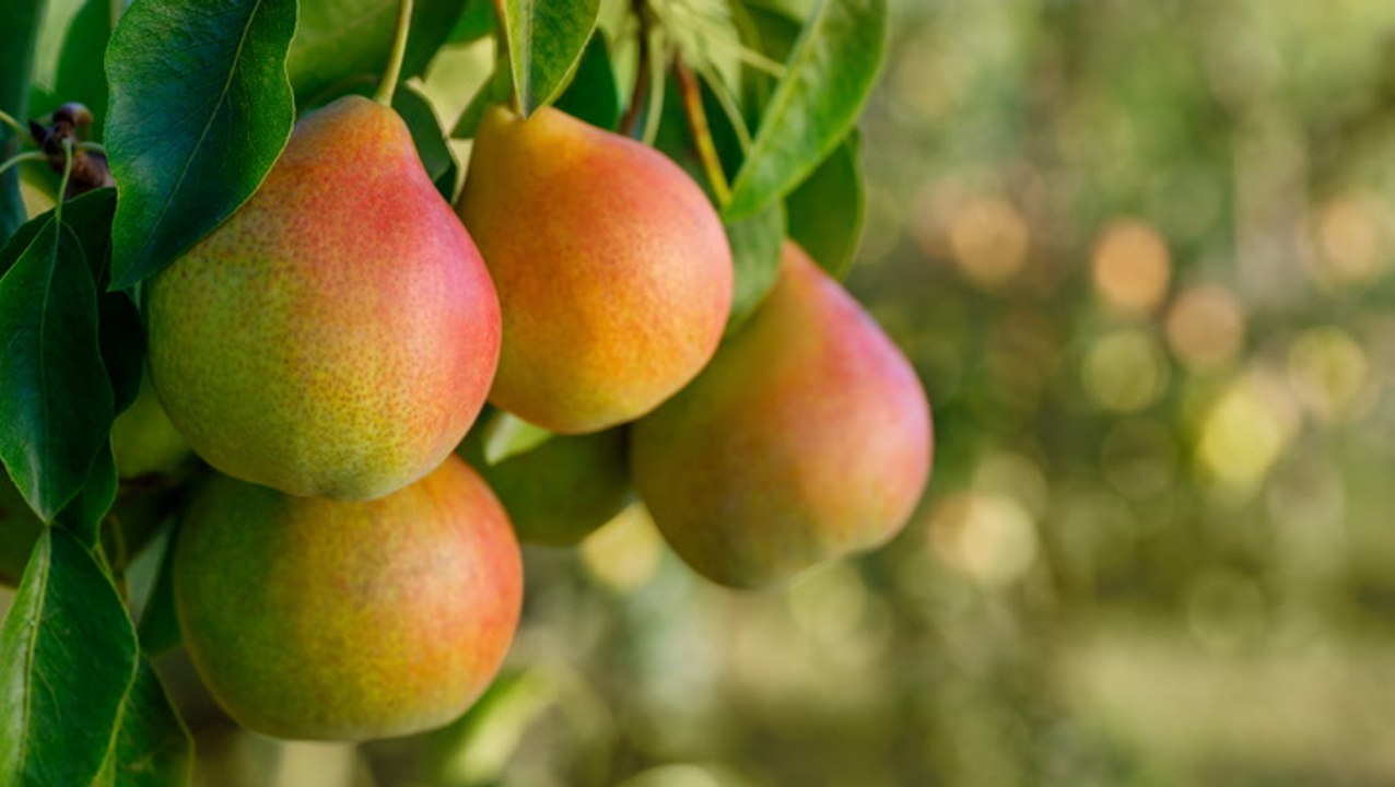 10 Tips for Pruning Pear Trees to Boost Your Harvest