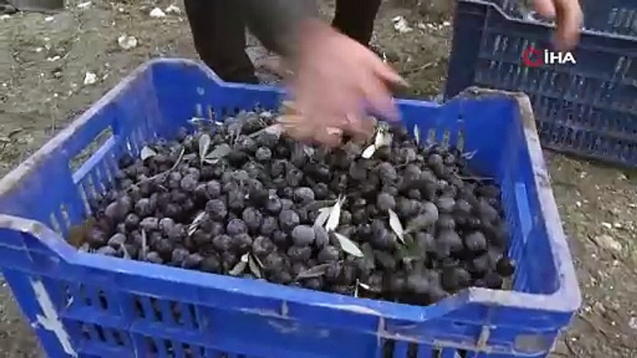 Manisa'da 'yok yılı' hasadı başladı, hafızayı uçuruyor: Litresi 300 TL!