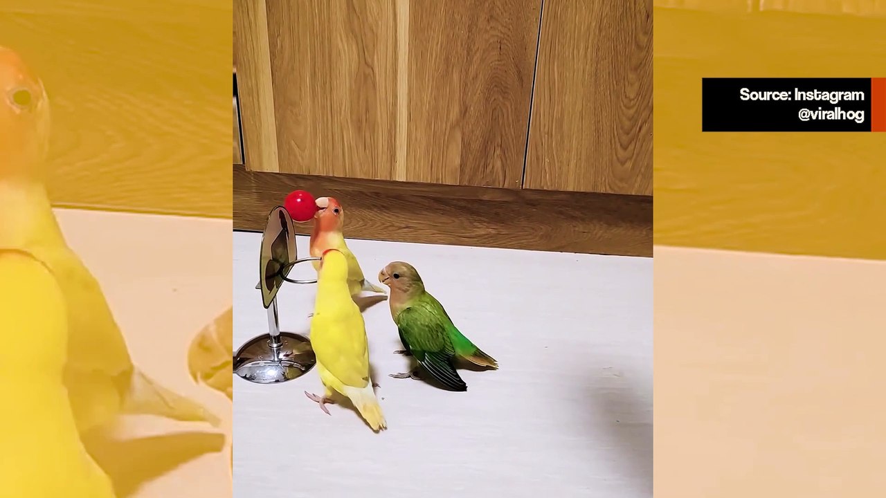 Uskomatonta: linnut pelaavat jännittävää koripallo-ottelua