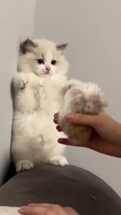 قطط جميلة - شجار قطط - محب للقطط