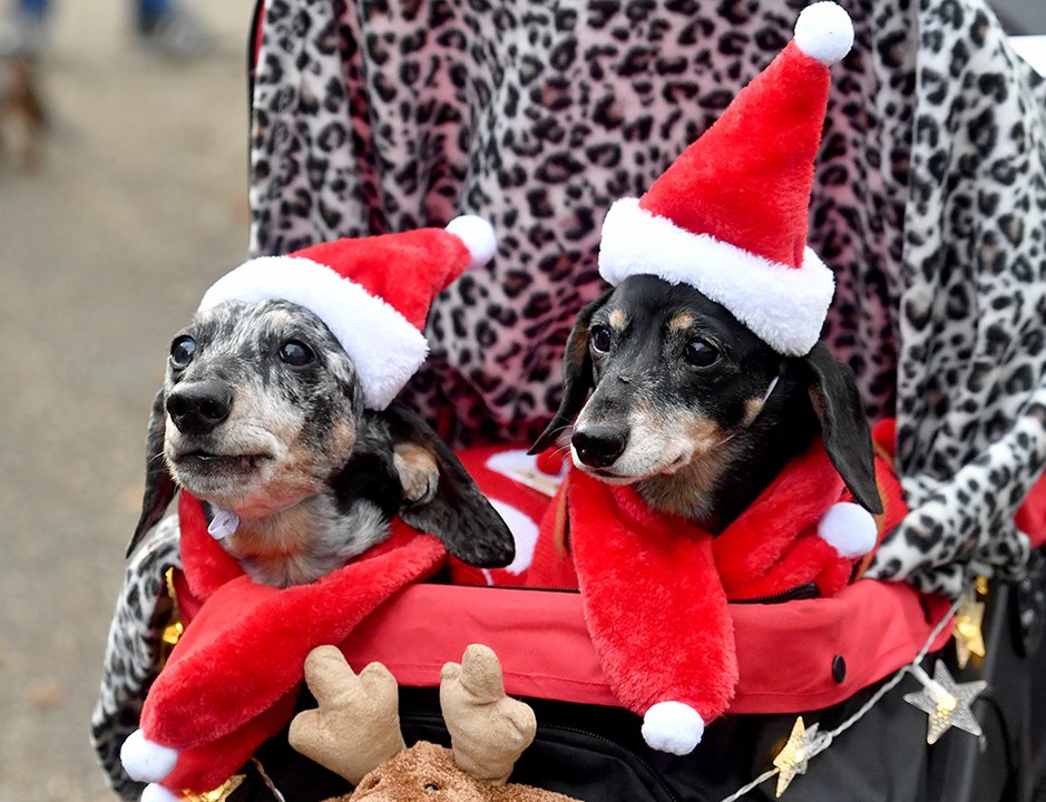 Sausage dogs in Christmas costumes gather at Shrewbury Quarry for the annual festive walkies!