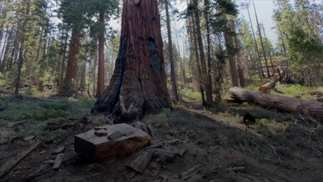 US Makes Promise to Conserve Old-Growth Forests