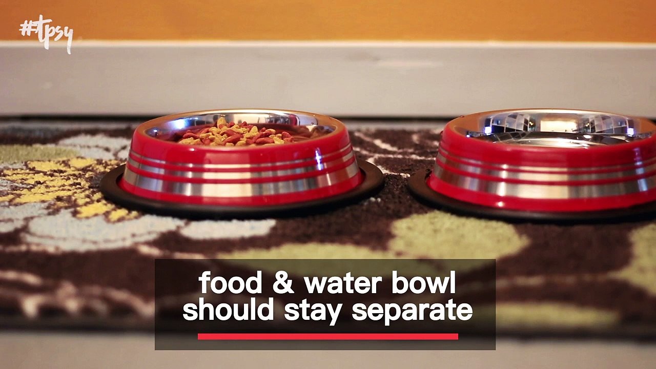 Tips and Tricks For All New Cat Owners