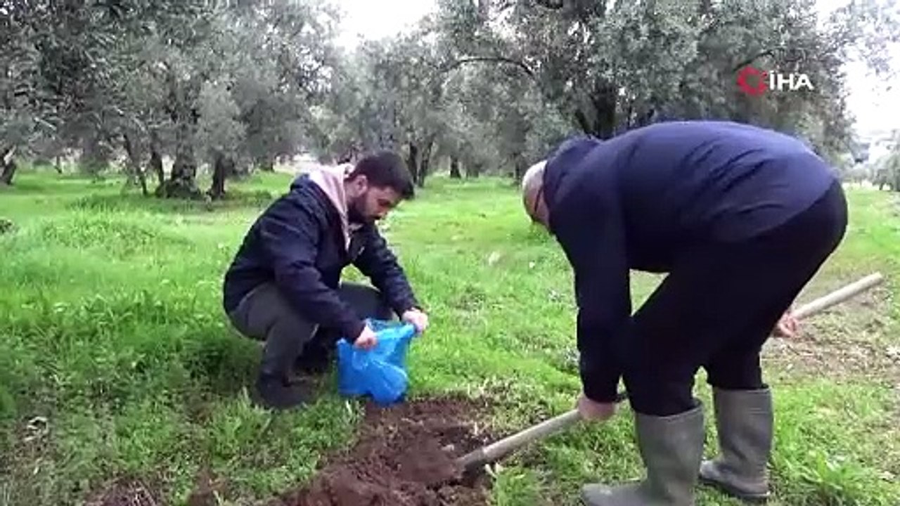 Zeytinin verimliliği için toprak analizleri başladı