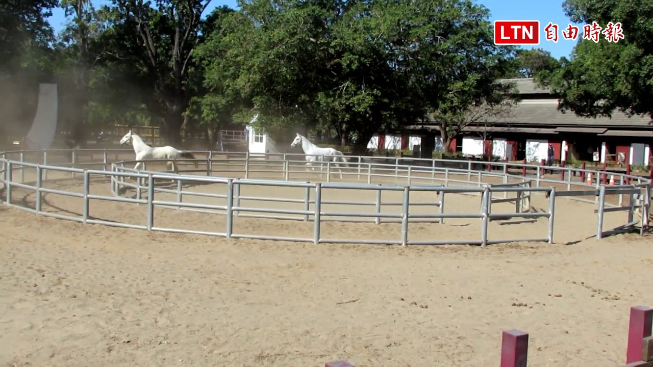 添購馬匹、成立馬術隊...... 中市后里馬場力拚風華再現