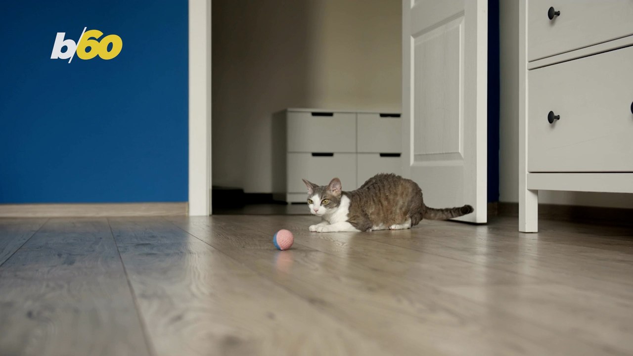 Research Finds that Not All Cats Fetch the Same