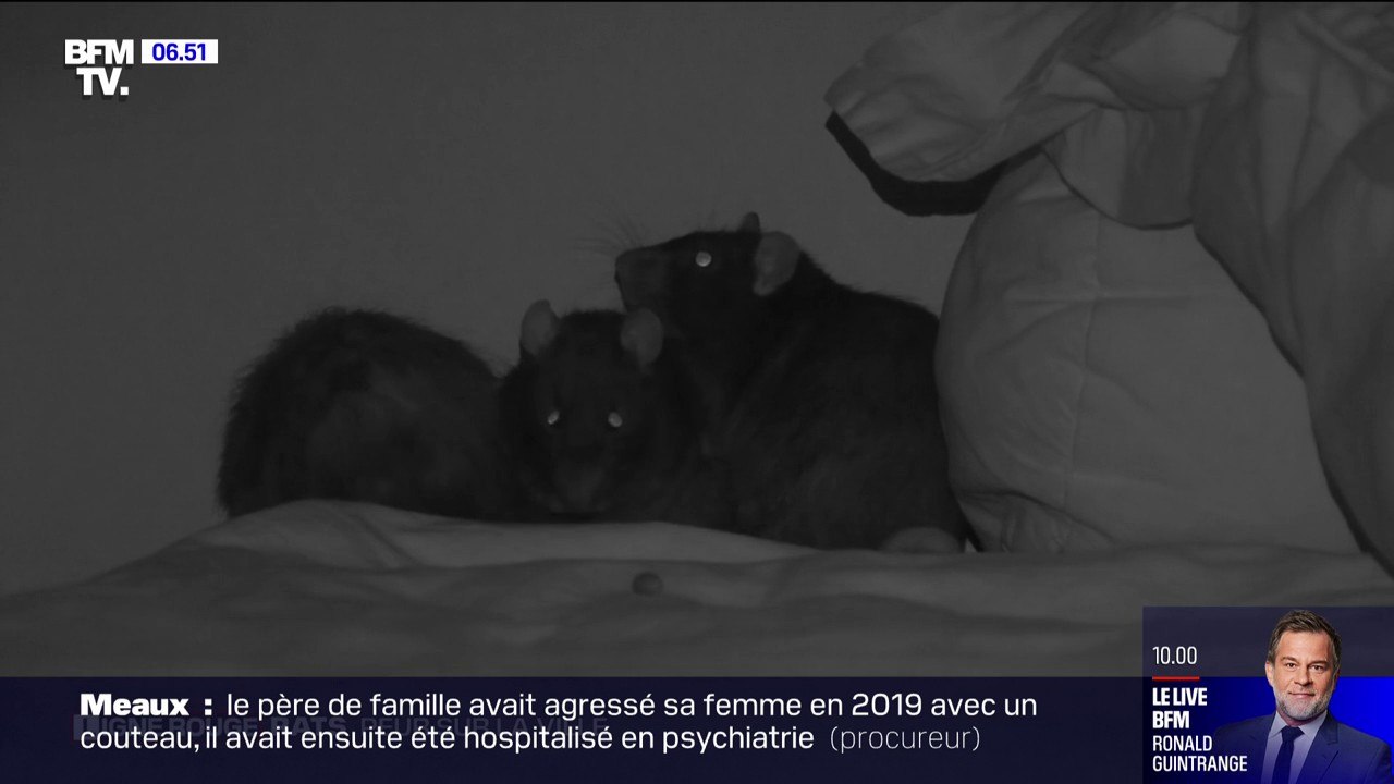 LIGNE ROUGE - Rats, peur sur la ville