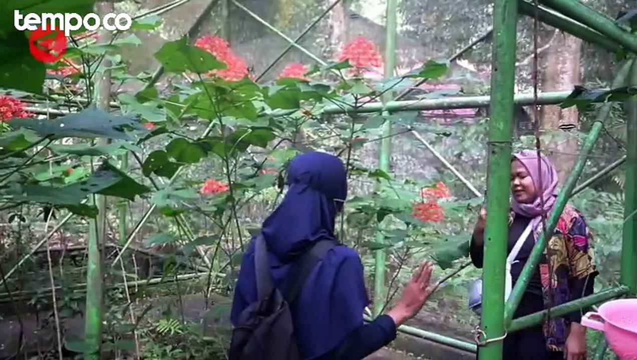 Wisata Alam Bantimurung di Sulsel jadi Favorit Libur Akhir Tahun Bersama Keluarga