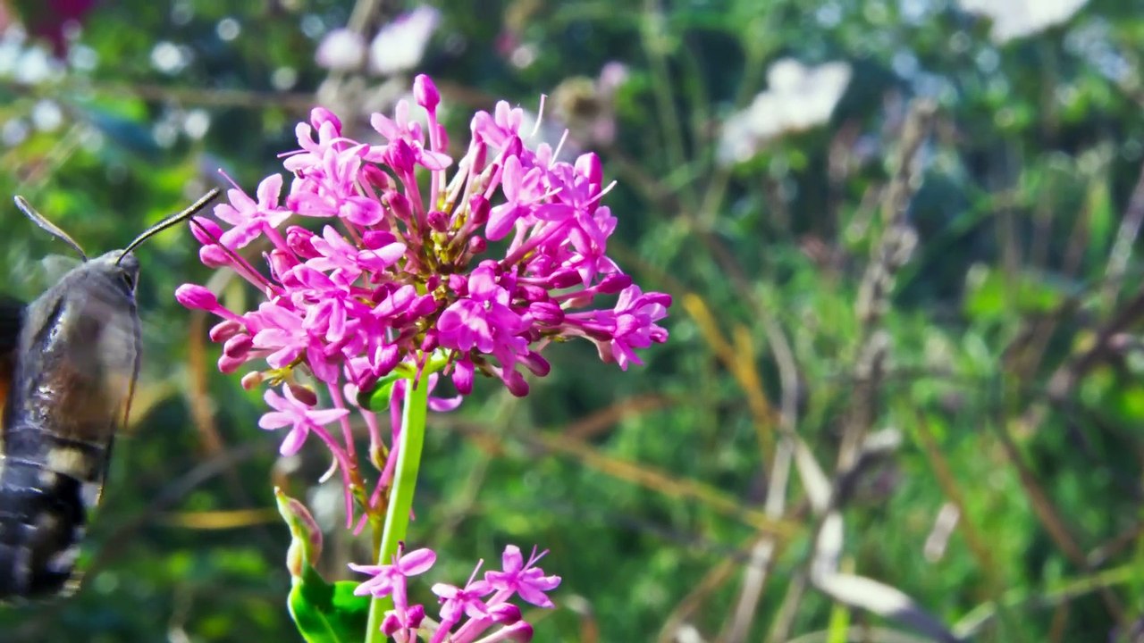 Wild Isles S01e01 Our Precious Isles