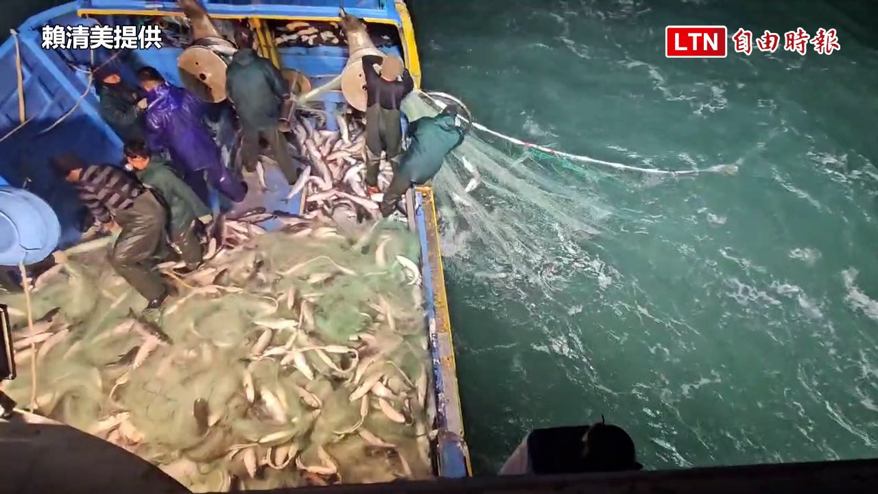 800萬年終獎金入袋！彰化父子1天捕獲2萬尾烏金大豐收(賴清美提供)