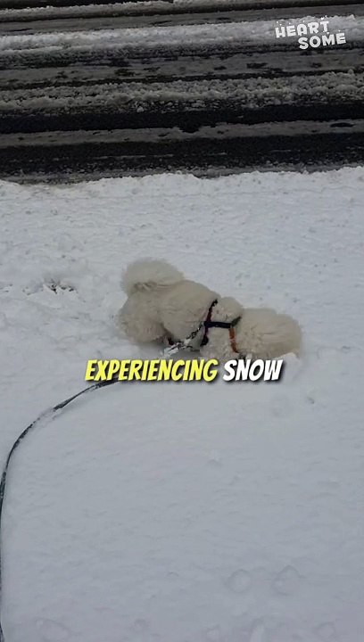Snowfall Cuddles | Bichon Frise's Cozy Winter Moments! | Heartsome