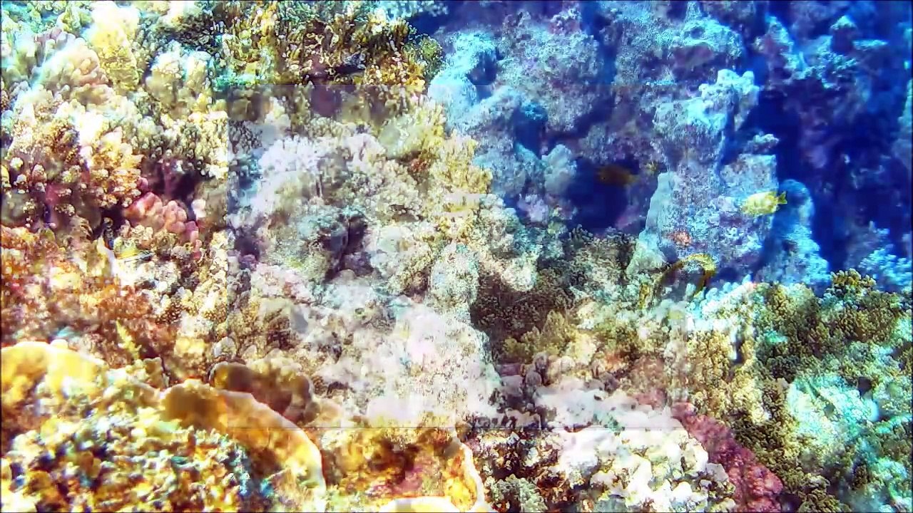 Coral Death - The Coart Brothers