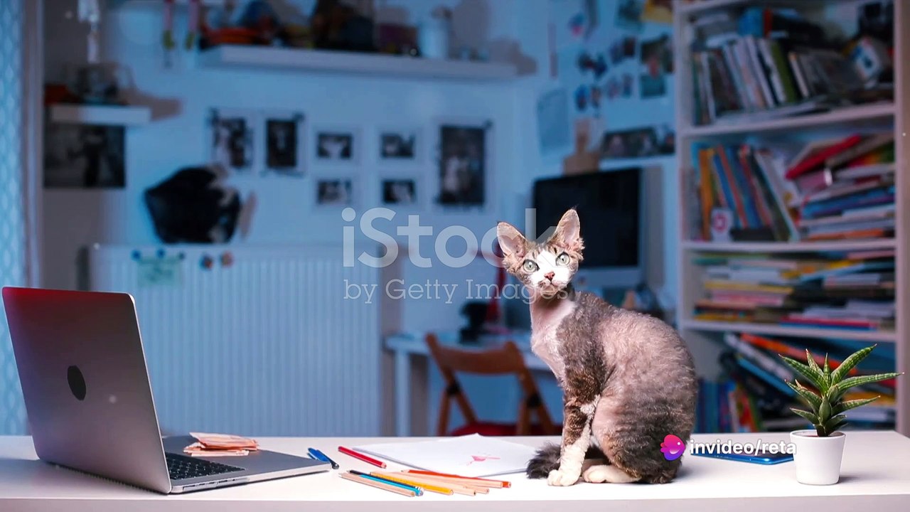 Decoding Feline Mysteries