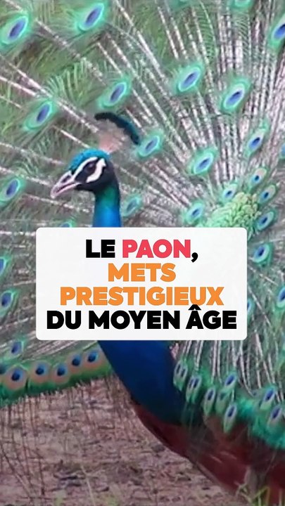 Le Paon : Le Mets de Prestige du Moyen Âge 🦚