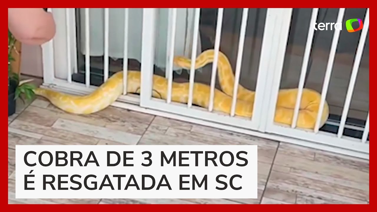 Píton albina de 3 metros é resgatada em portão de casa de uma casa em Indaial (SC)