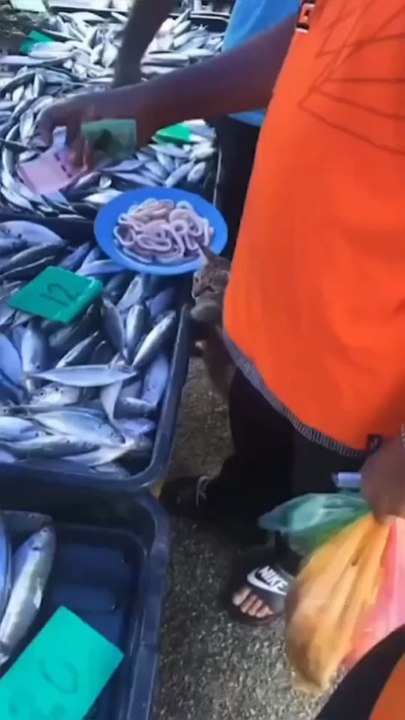 Cat Caught and Repented 🐾