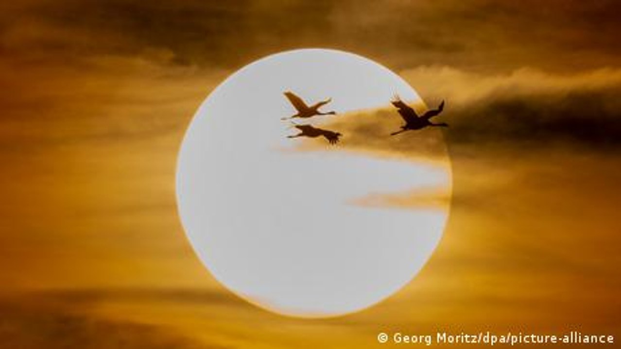 ¿Cómo funciona nuestro Sol?