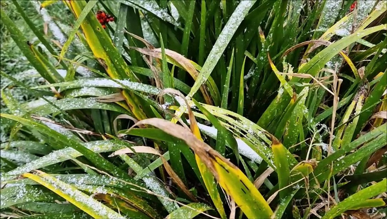 Snow falls in Worthing January 8 2024