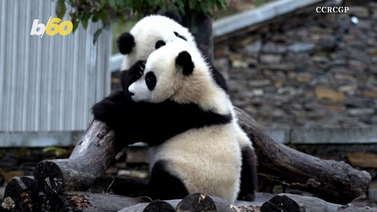Watch this Tender Moment Between Two Twin Panda Cubs