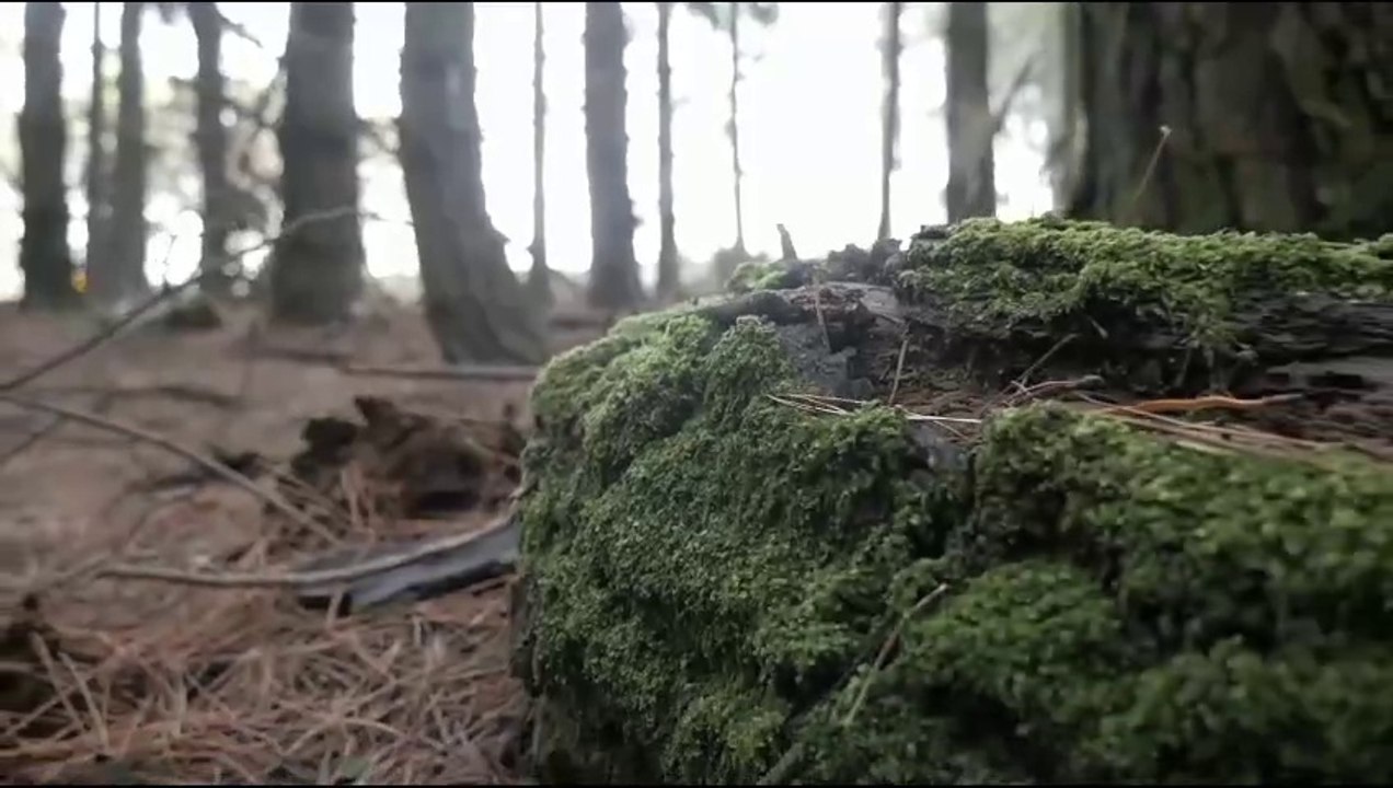 Mistory of Amazon Rain Forest is Solved