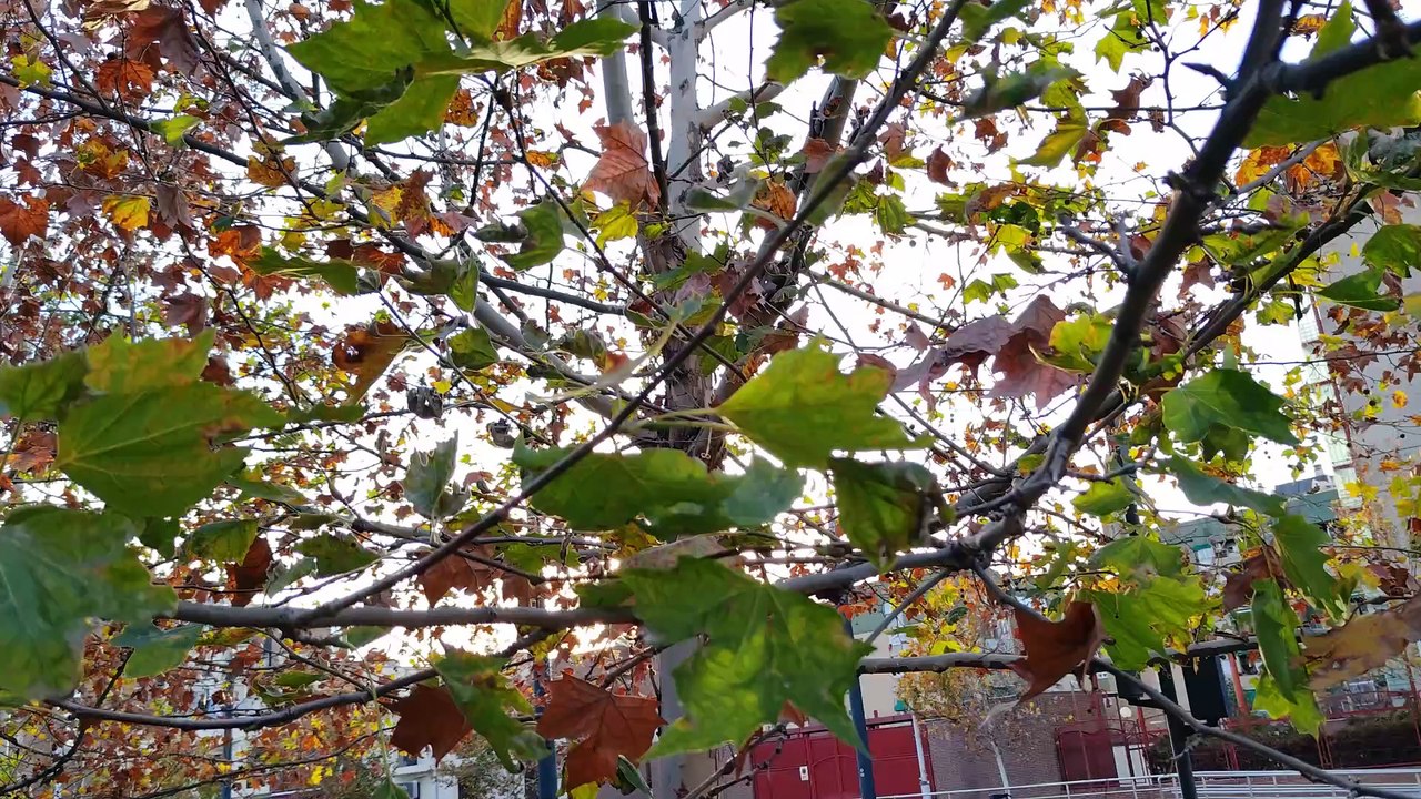 ROG Phone 8. 4K 60 FPS