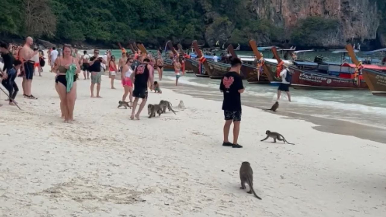 Monkeys start attacking tourists on a beach *Wildlife Encounter*