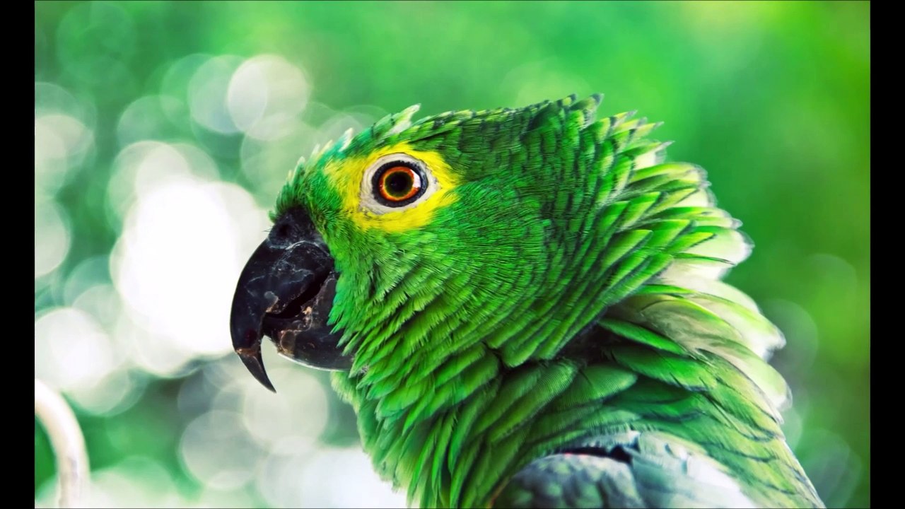 What a wonderful world - Marc