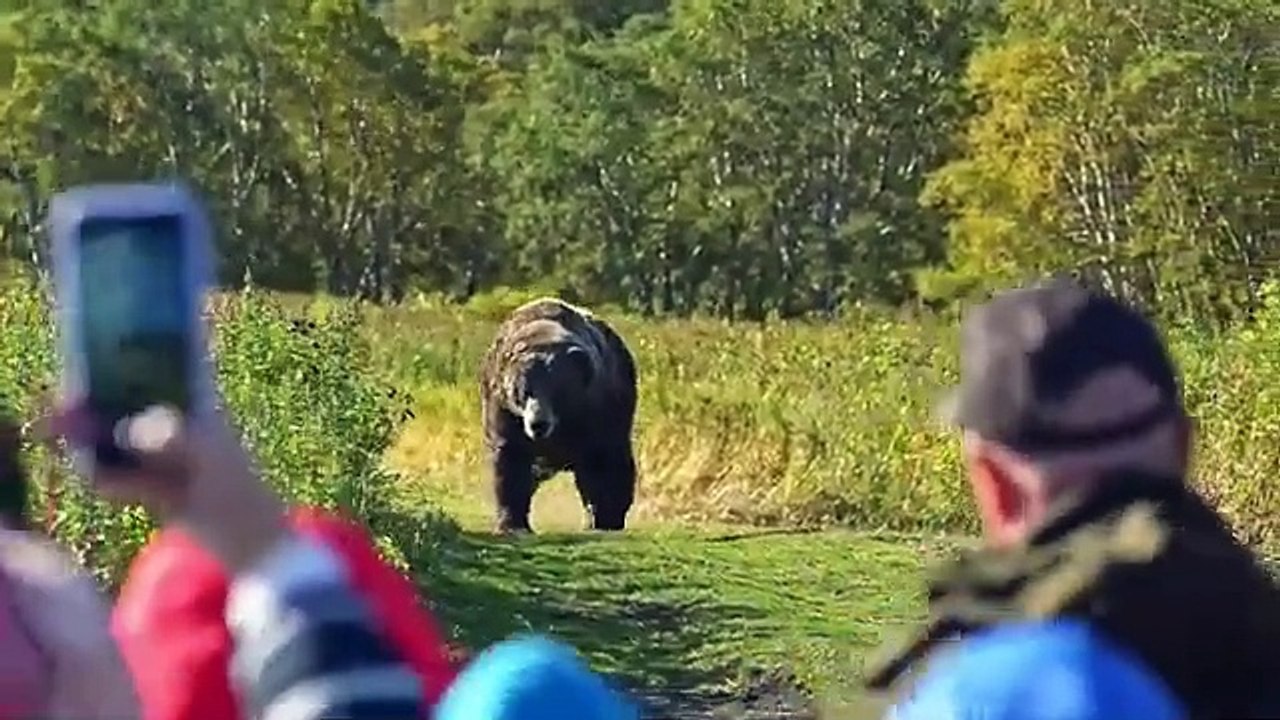 Bear Approaches Woman At Bus Stop, When She Realizes Why, She Decides To Follow Him