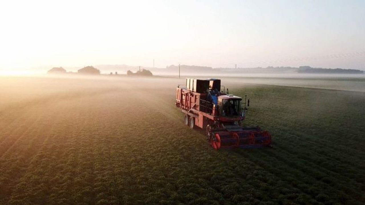 La vérité si je menthe